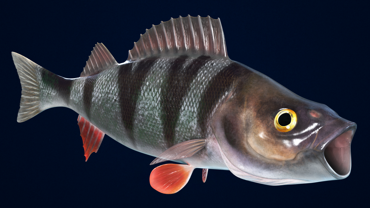 Perca Fluviatilis Rigged 3D model