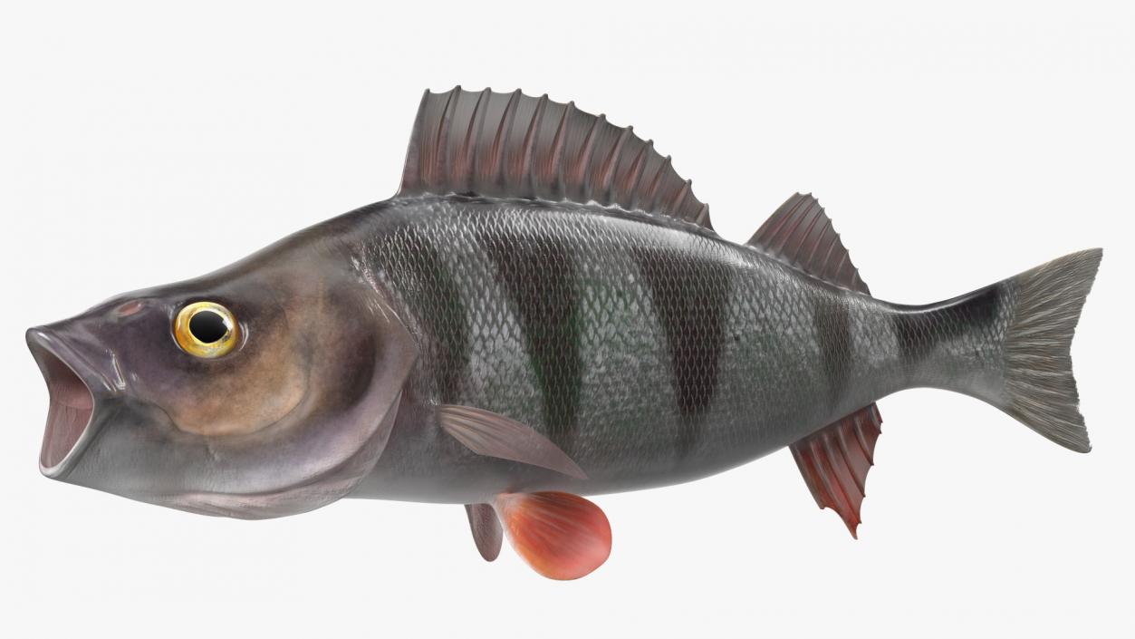 Perca Fluviatilis Rigged 3D model