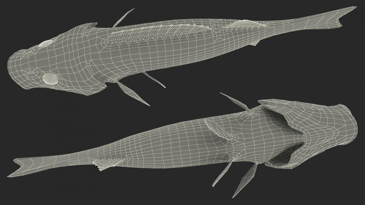 Perca Fluviatilis Rigged 3D model