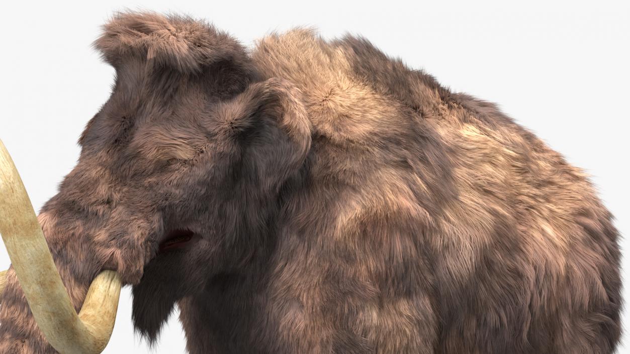 Mammoth Adult Fur Rigged 3D model