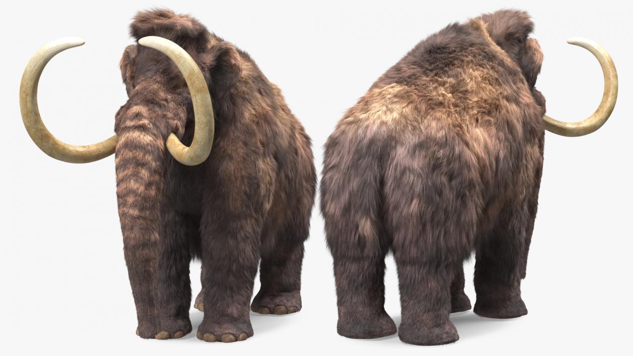 Mammoth Adult Fur Rigged 3D model