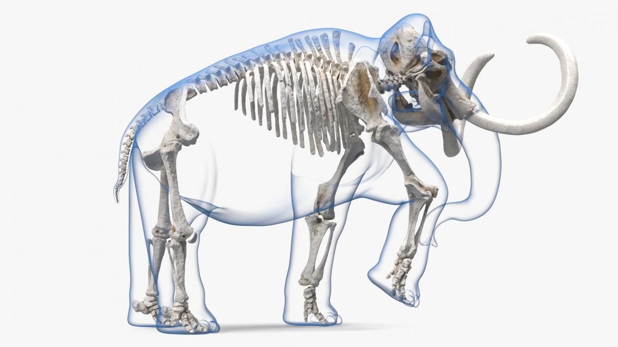 Adult Mammoth Clean Skeleton Shell Walking Pose 3D