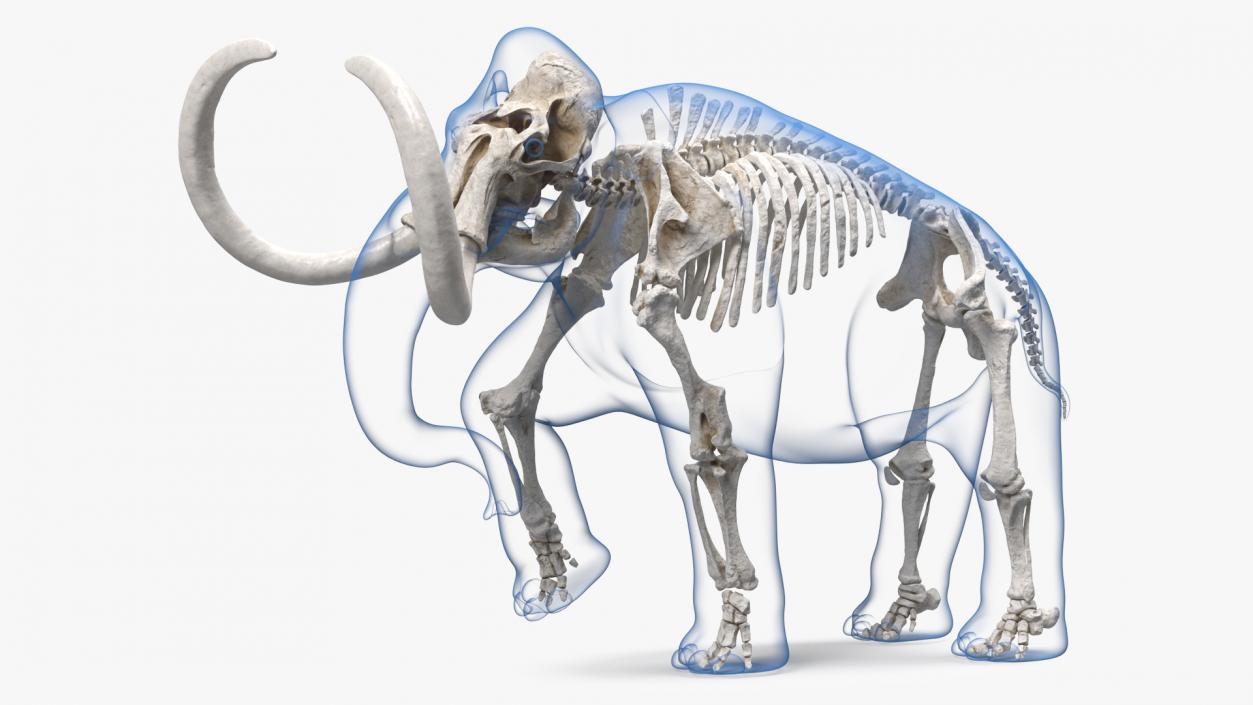 Adult Mammoth Clean Skeleton Shell Walking Pose 3D