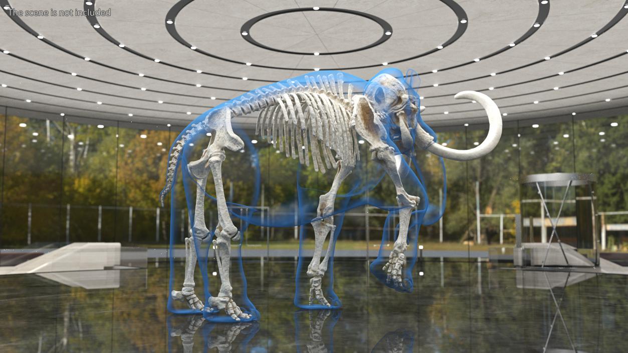 Adult Mammoth Clean Skeleton Shell Walking Pose 3D