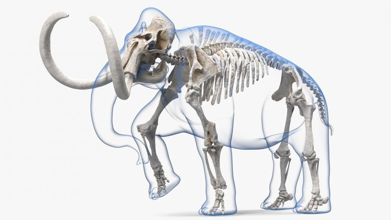 Adult Mammoth Clean Skeleton Shell Walking Pose 3D