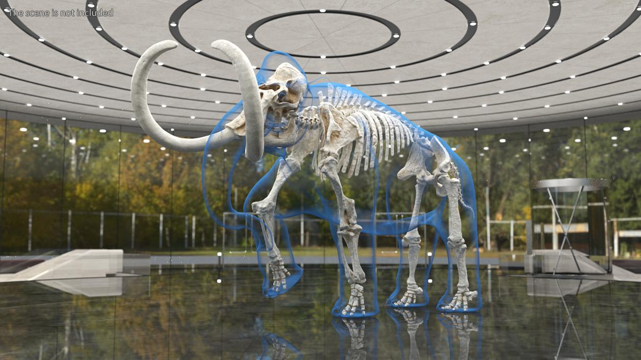 Adult Mammoth Clean Skeleton Shell Walking Pose 3D