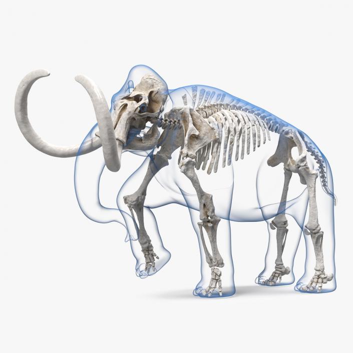 Adult Mammoth Clean Skeleton Shell Walking Pose 3D