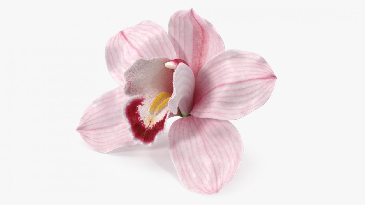 Cymbidium Hybrid Orchid Pink Fur 3D