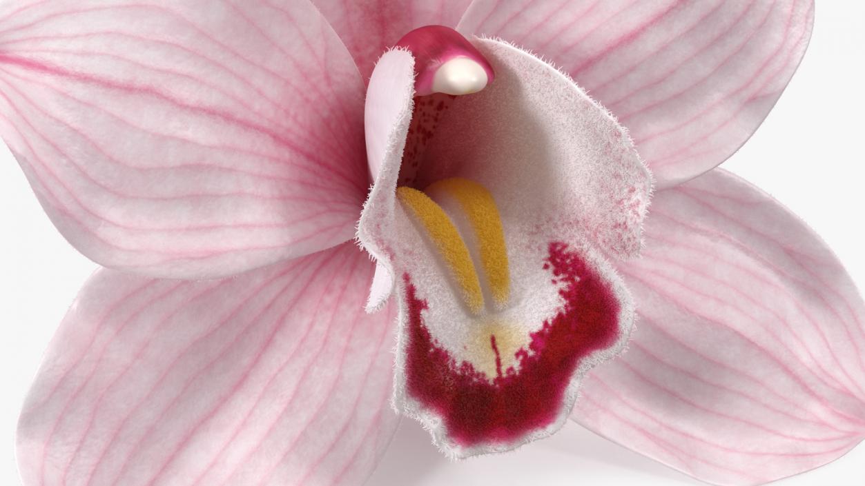 Cymbidium Hybrid Orchid Pink Fur 3D