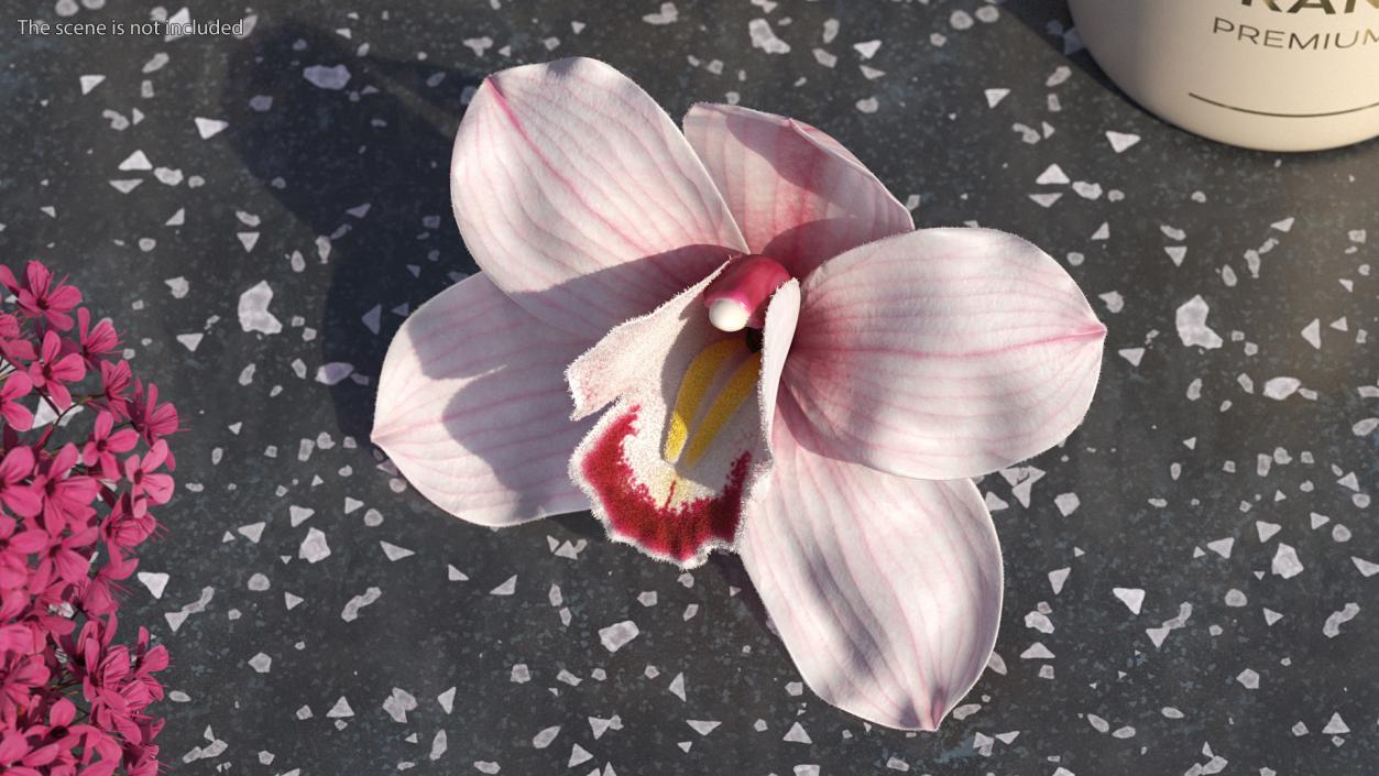 Cymbidium Hybrid Orchid Pink Fur 3D