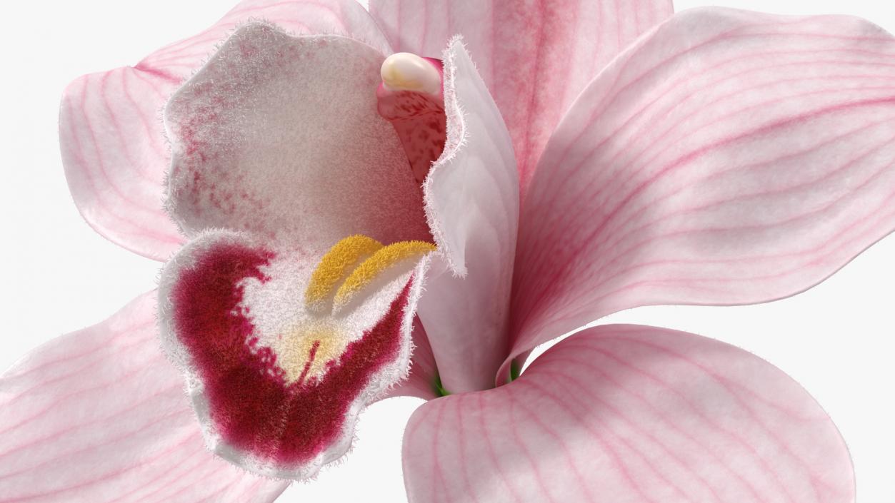 Cymbidium Hybrid Orchid Pink Fur 3D