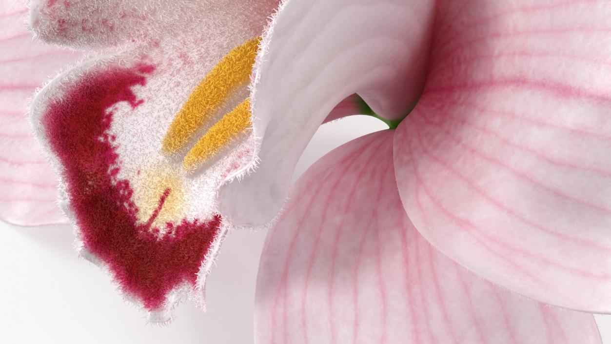 Cymbidium Hybrid Orchid Pink Fur 3D