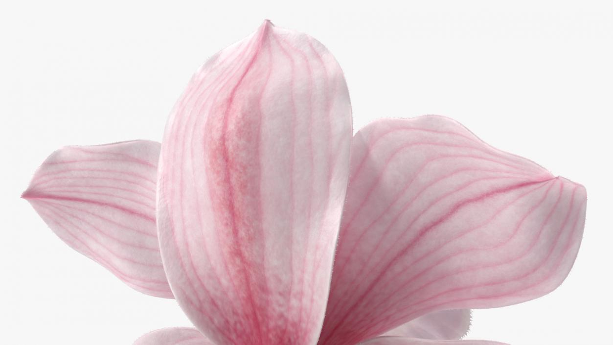 Cymbidium Hybrid Orchid Pink Fur 3D