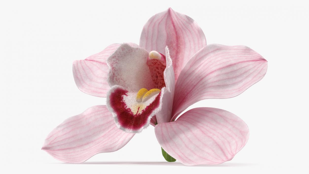 Cymbidium Hybrid Orchid Pink Fur 3D