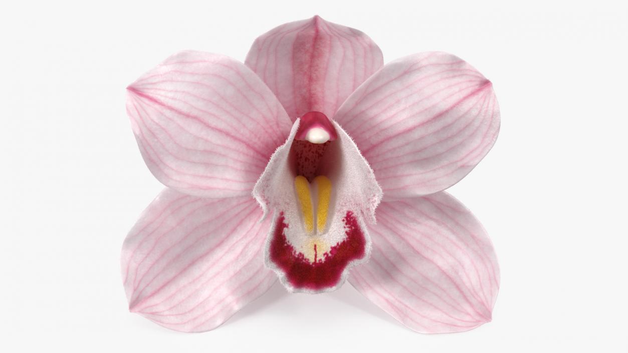 Cymbidium Hybrid Orchid Pink Fur 3D