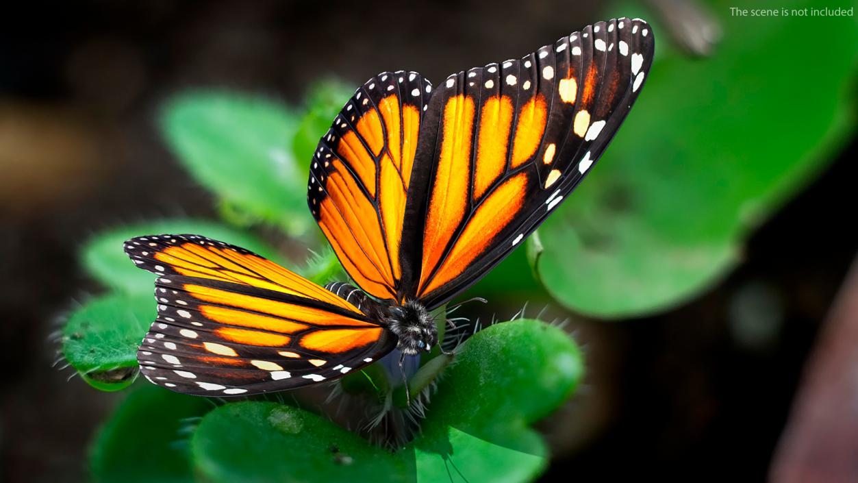 Animated Monarch Butterfly Sits on Flower with Fur Rigged 3D