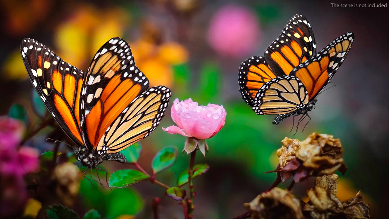 Animated Monarch Butterfly Sits on Flower with Fur Rigged 3D