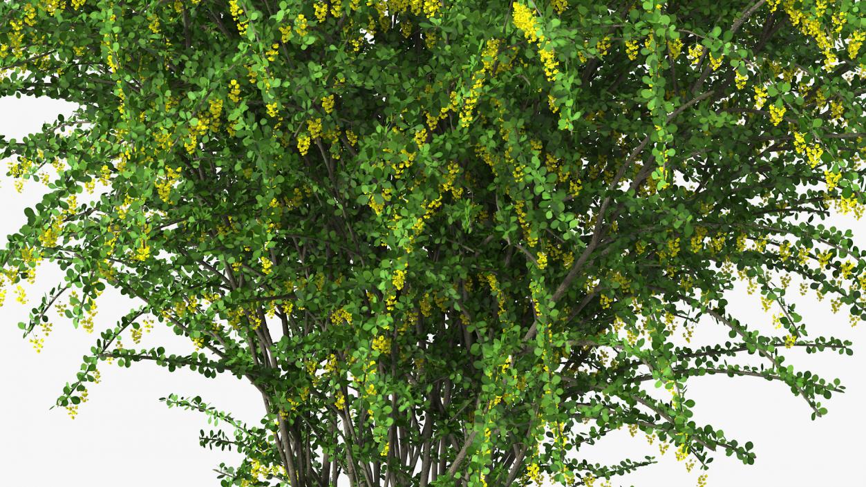 3D Berberis Bush with Flowers