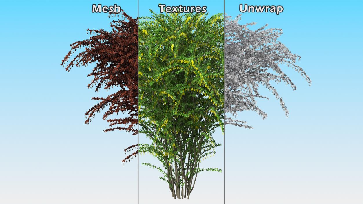 3D Berberis Bush with Flowers