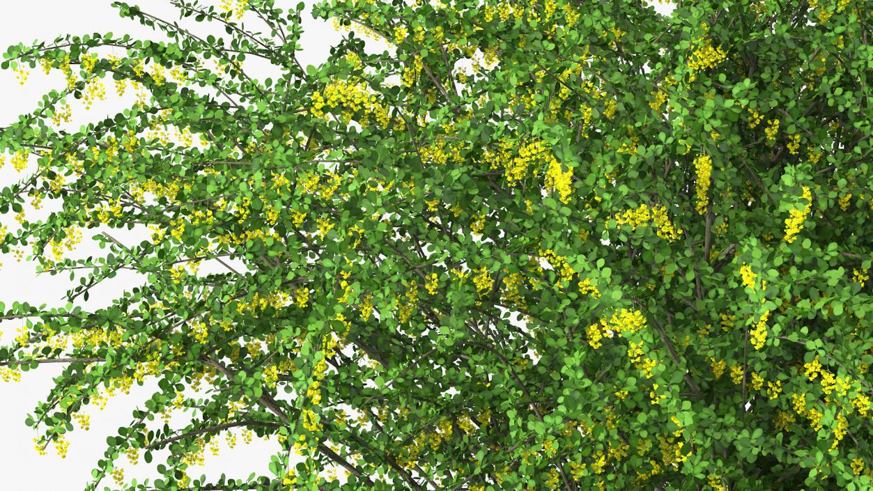 3D Berberis Bush with Flowers