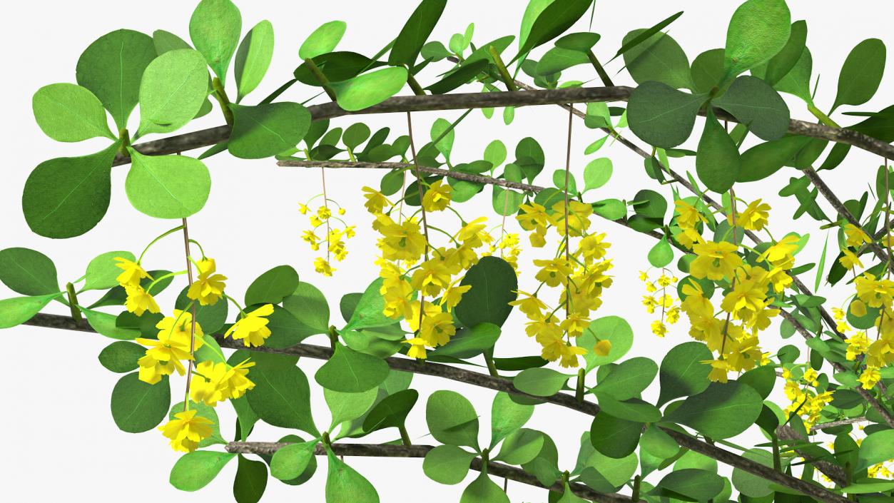 3D Berberis Bush with Flowers