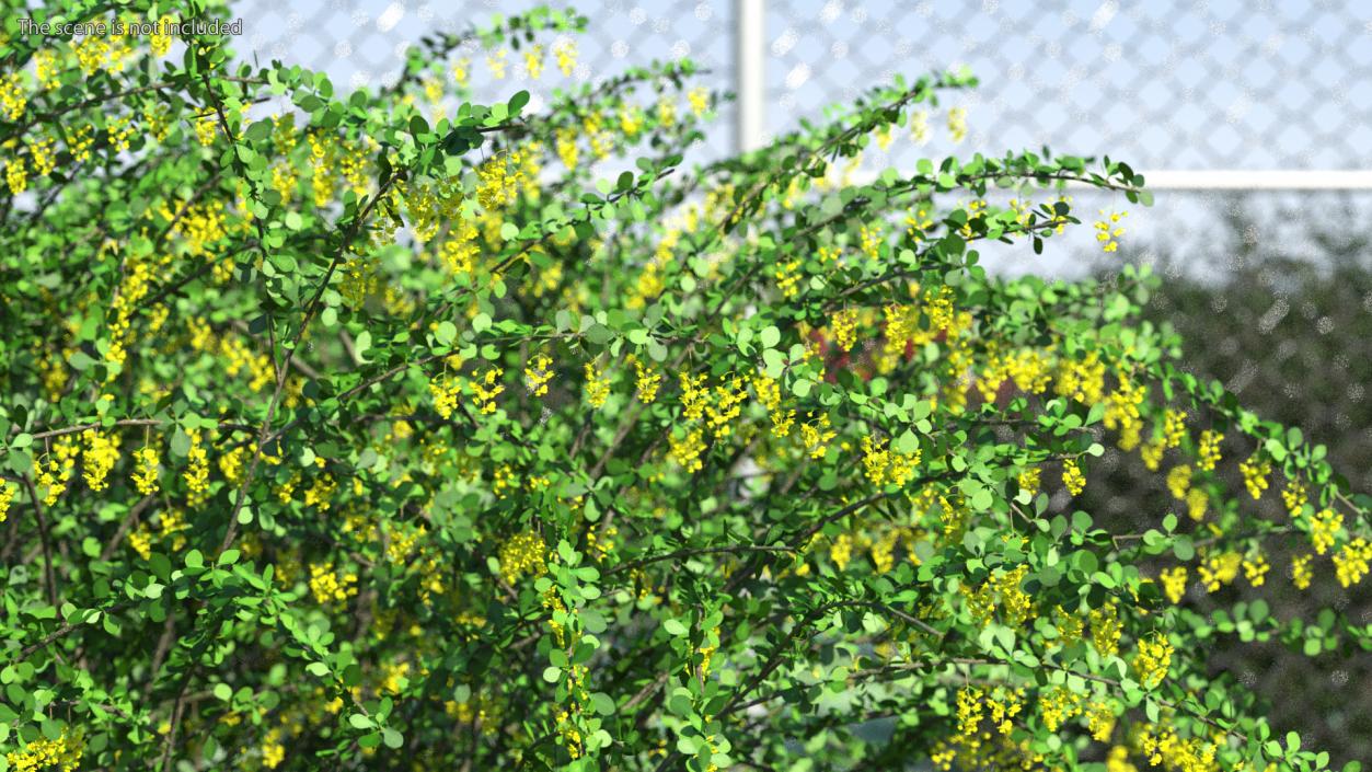 3D Berberis Bush with Flowers