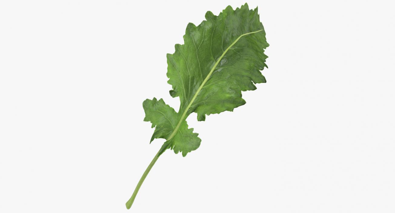 3D Kohlrabi Leaf model