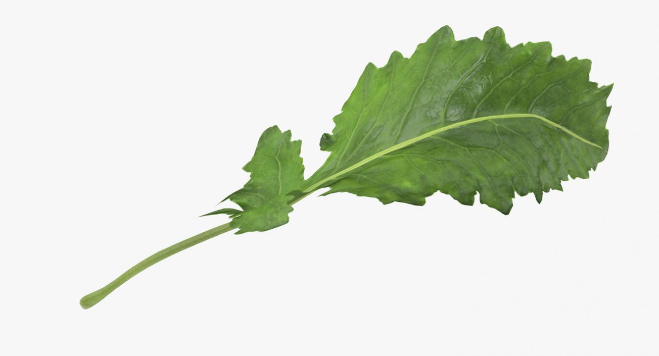 3D Kohlrabi Leaf model