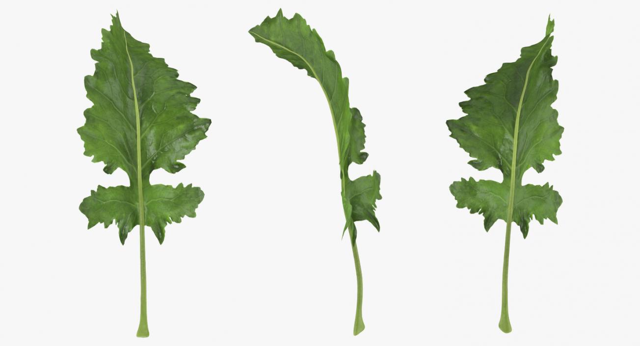 3D Kohlrabi Leaf model