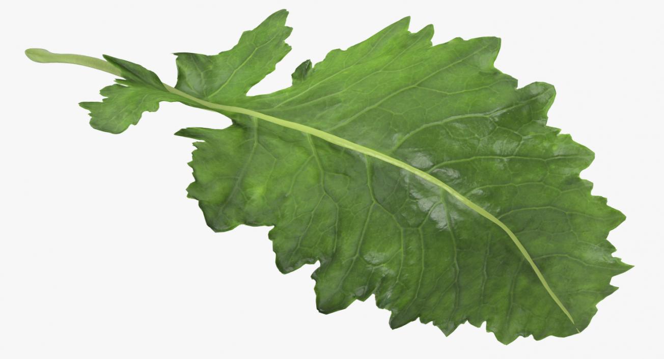 3D Kohlrabi Leaf model