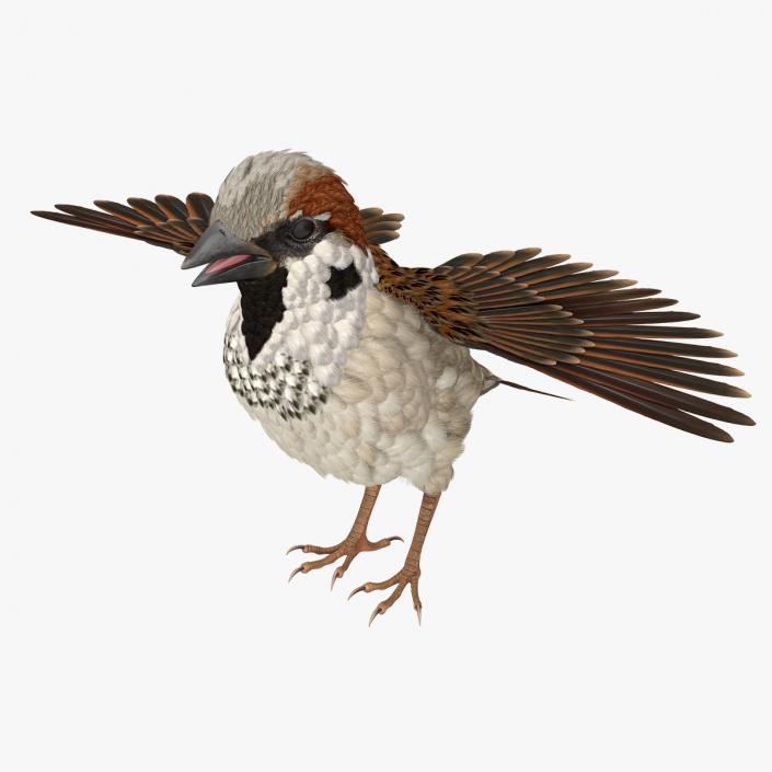 Sparrow T Pose 3D model