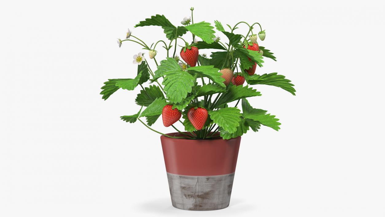 3D model Strawberry Plant with Fruits in Pot