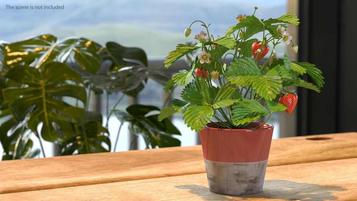 3D model Strawberry Plant with Fruits in Pot