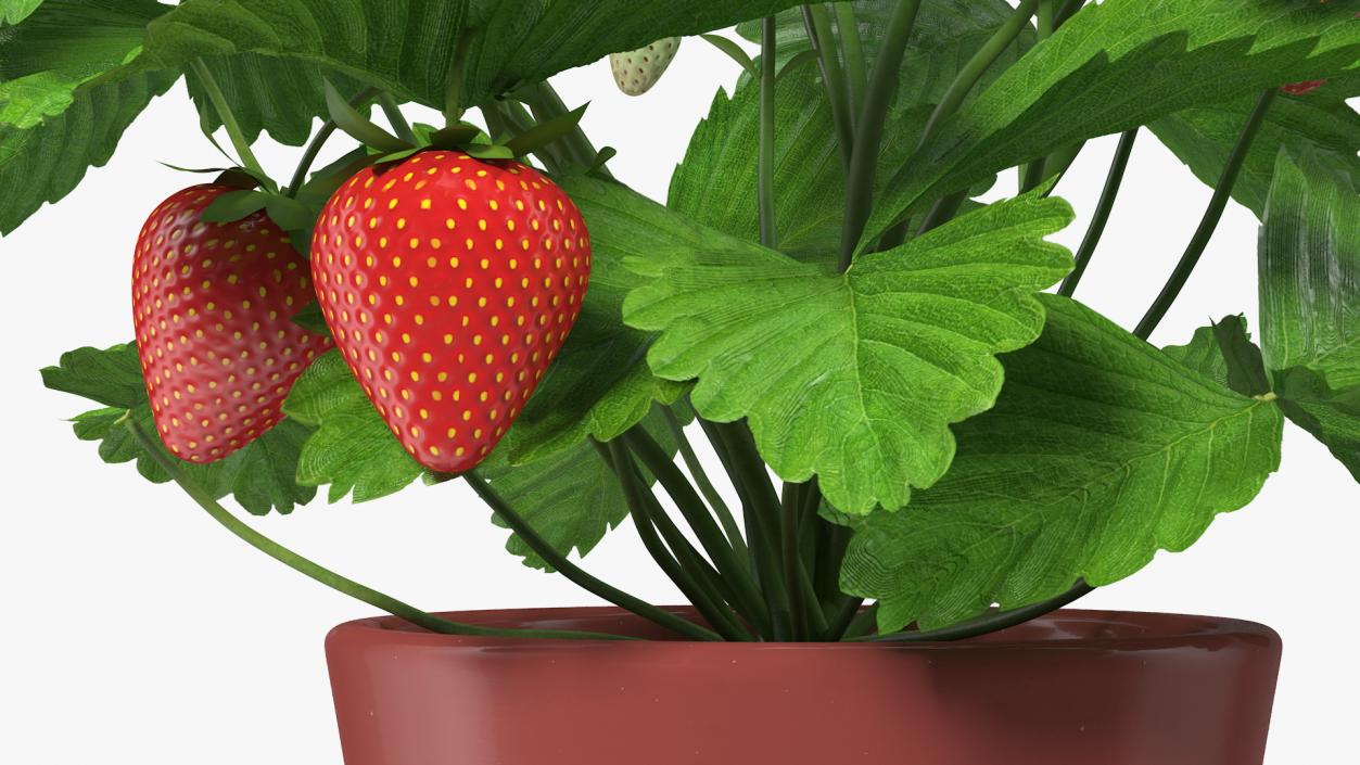 3D model Strawberry Plant with Fruits in Pot