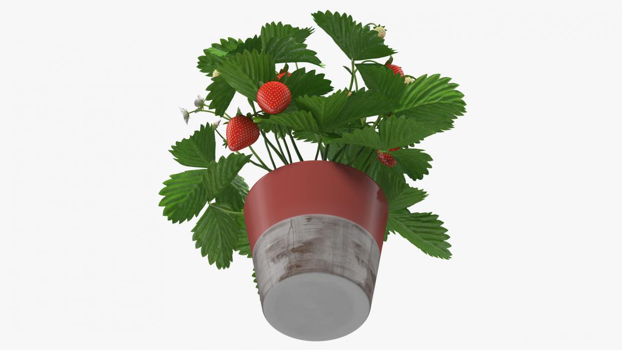 3D model Strawberry Plant with Fruits in Pot