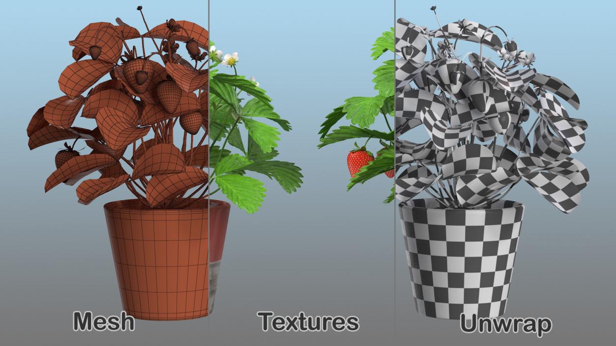 3D model Strawberry Plant with Fruits in Pot