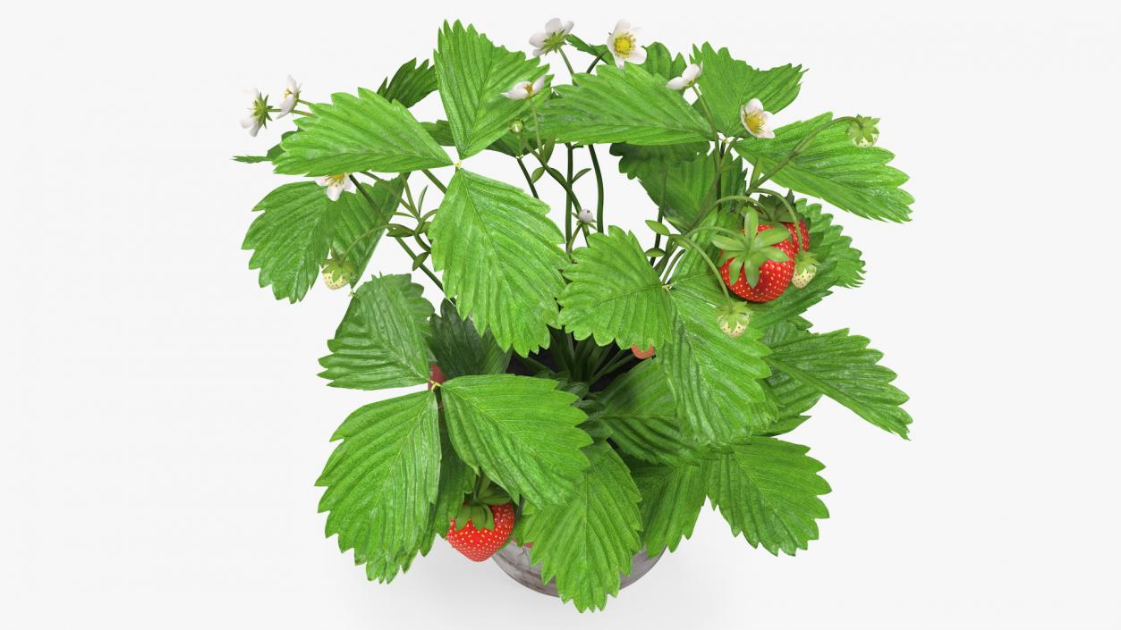 3D model Strawberry Plant with Fruits in Pot