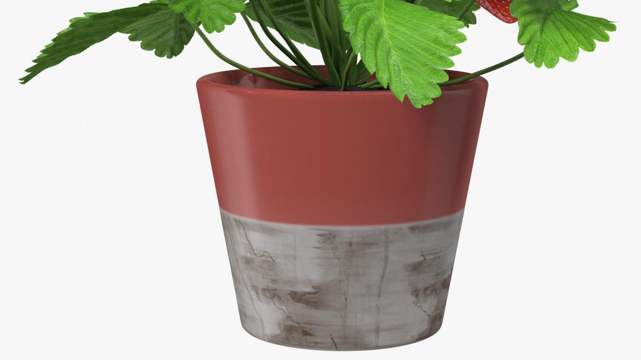 3D model Strawberry Plant with Fruits in Pot