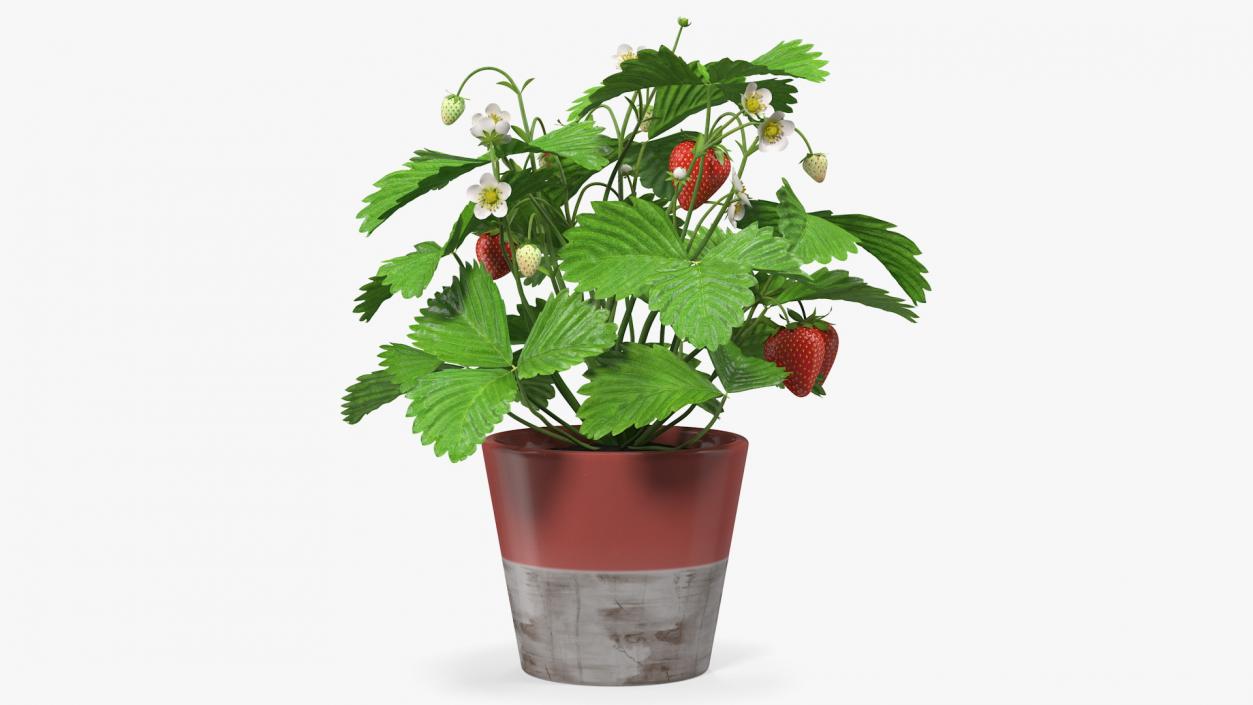 3D model Strawberry Plant with Fruits in Pot