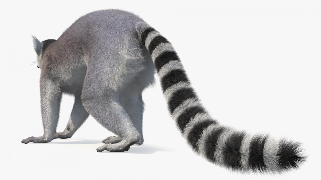 Grey Lemur Walking Fur 3D