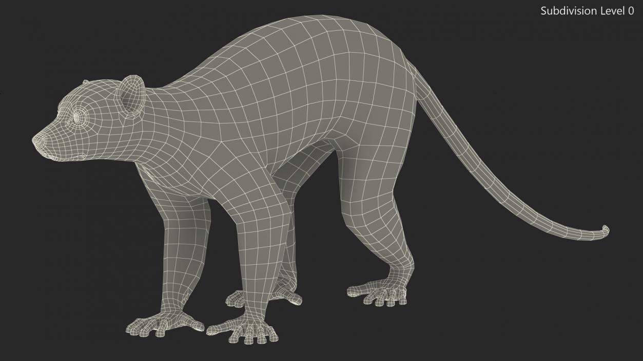 Grey Lemur Walking Fur 3D