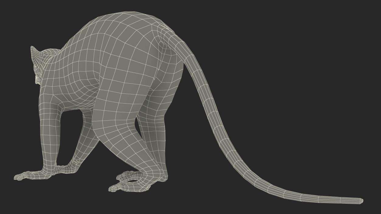 Grey Lemur Walking Fur 3D