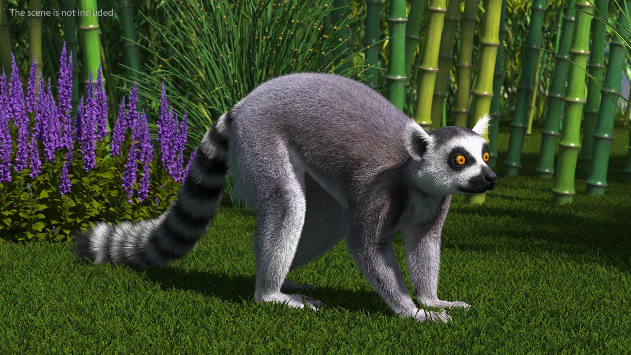 Grey Lemur Walking Fur 3D