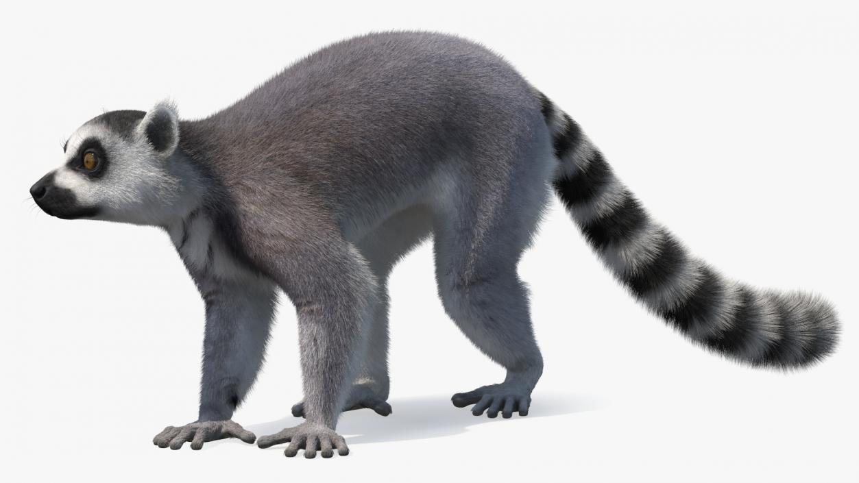 Grey Lemur Walking Fur 3D