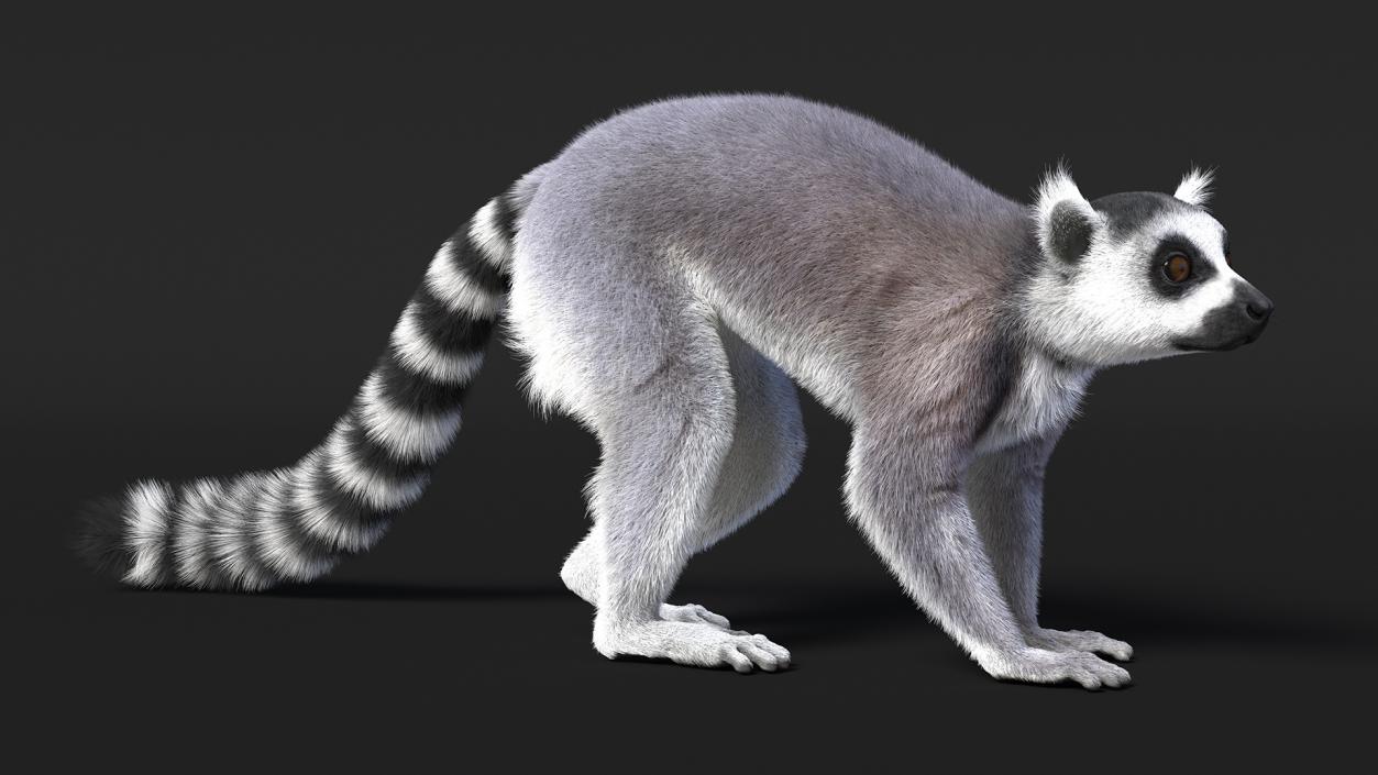 Grey Lemur Walking Fur 3D