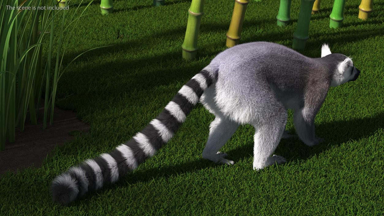 Grey Lemur Walking Fur 3D