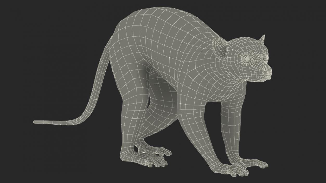 Grey Lemur Walking Fur 3D