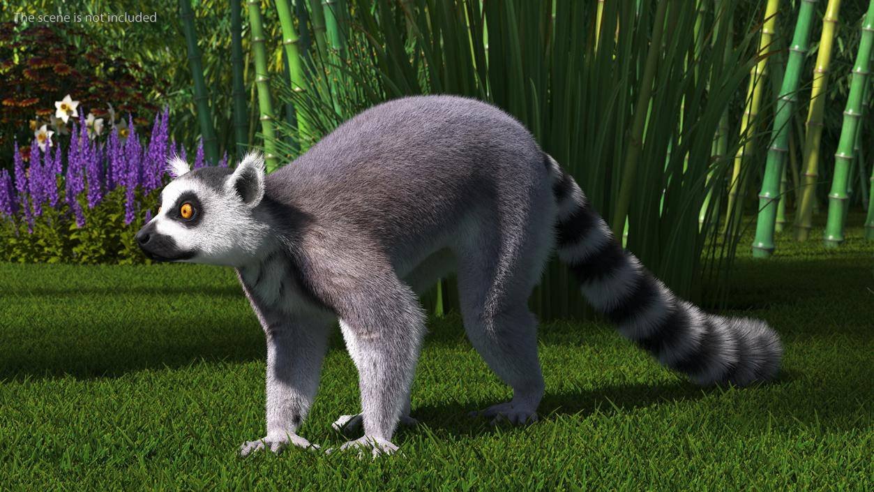 Grey Lemur Walking Fur 3D