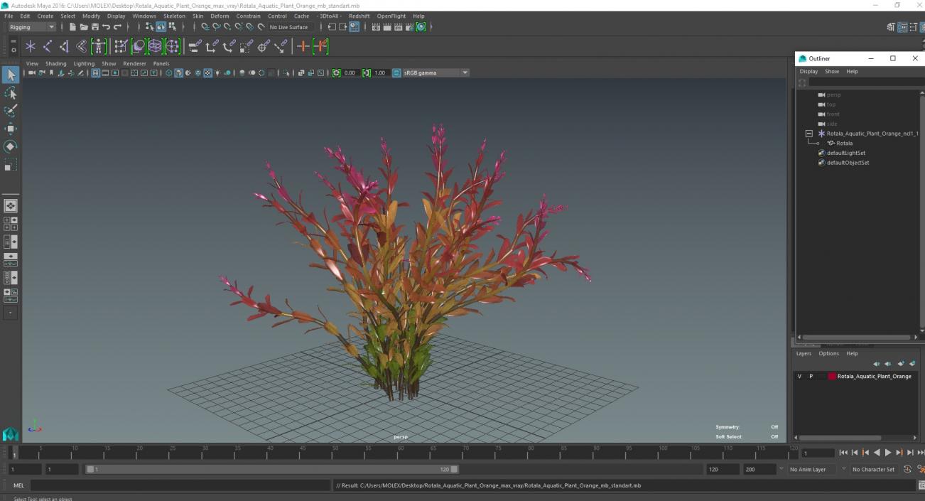 Rotala Aquatic Plant Orange 2 3D model