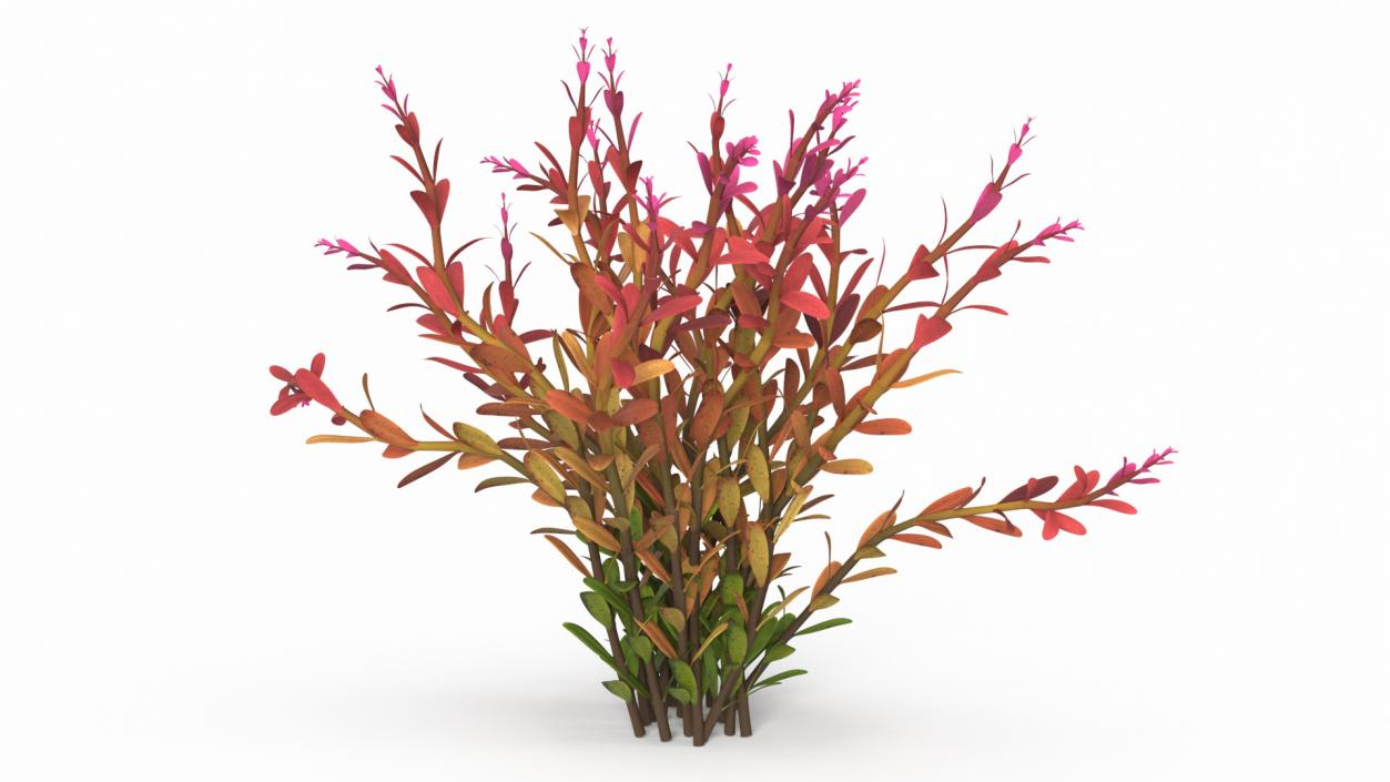 Rotala Aquatic Plant Orange 2 3D model